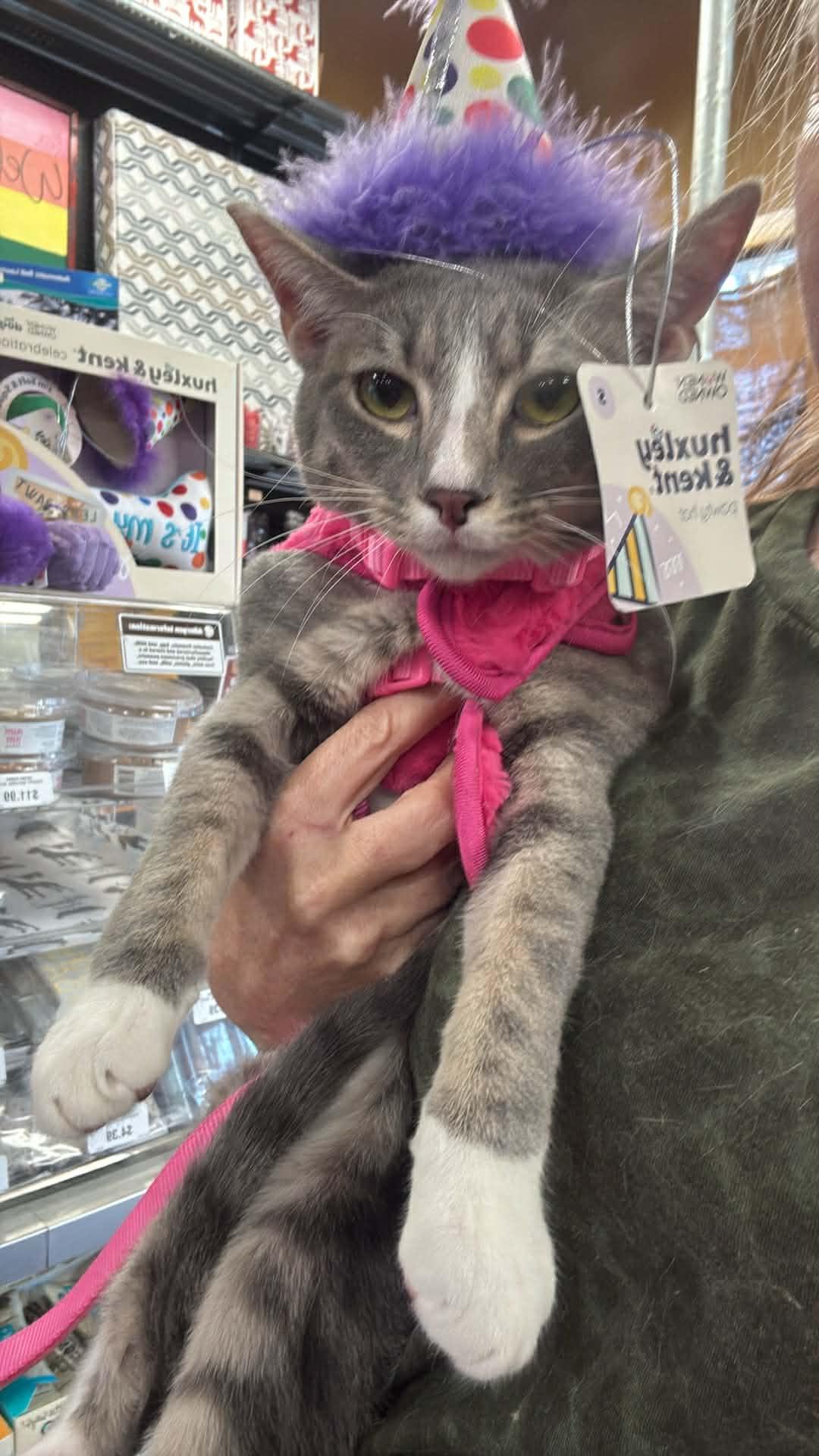 Enlarge Marley, a ADOPTABLE Domestic Short Hair in Charlotte, NC image 5/5