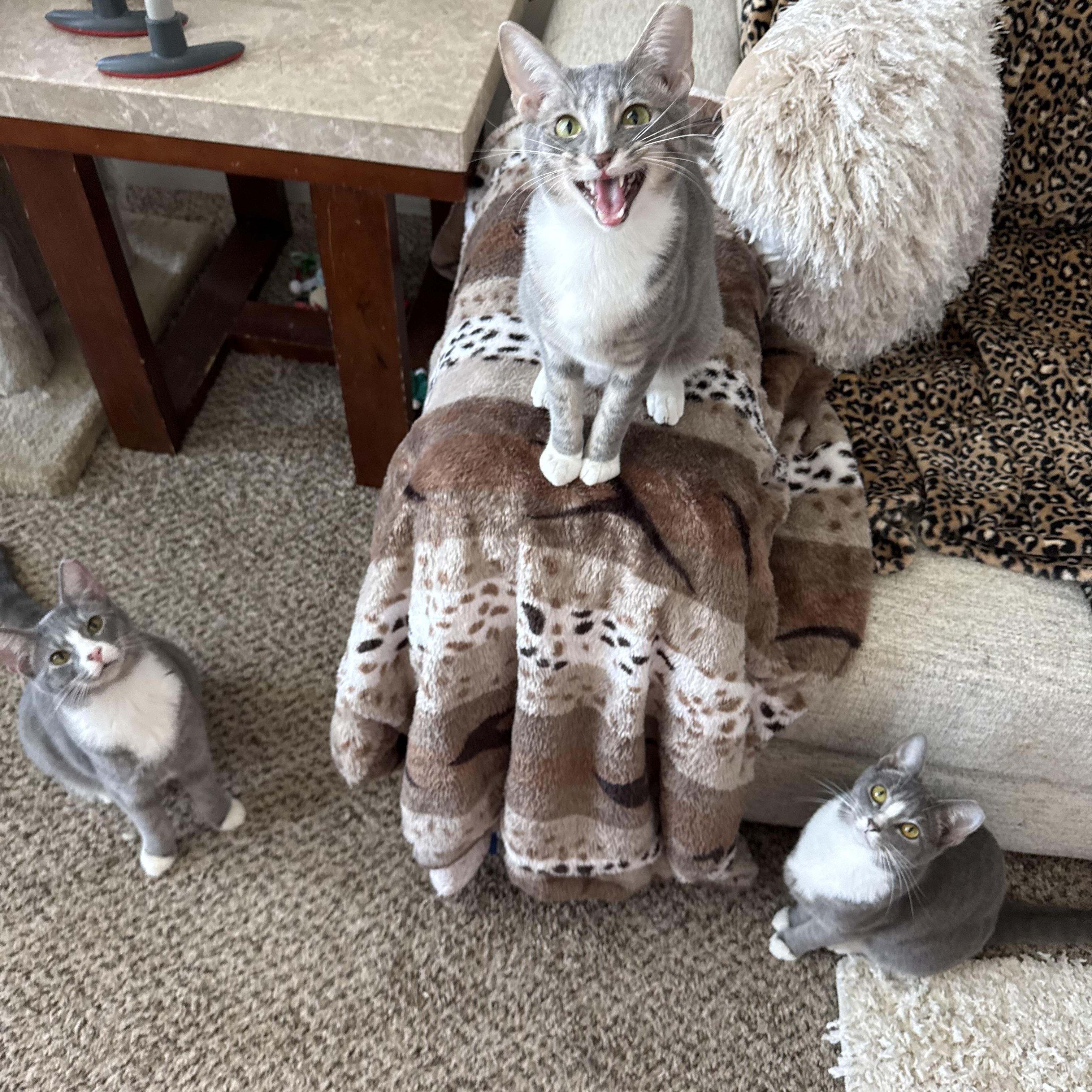 Enlarge Marley, a ADOPTABLE Domestic Short Hair in Charlotte, NC image 1/5