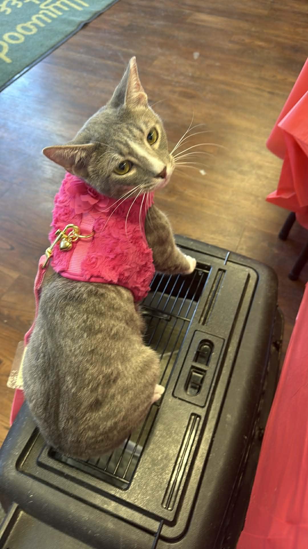 Enlarge Marley, a ADOPTABLE Domestic Short Hair in Charlotte, NC image 2/5