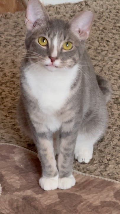 Enlarge Marley, a ADOPTABLE Domestic Short Hair in Charlotte, NC video 3/5