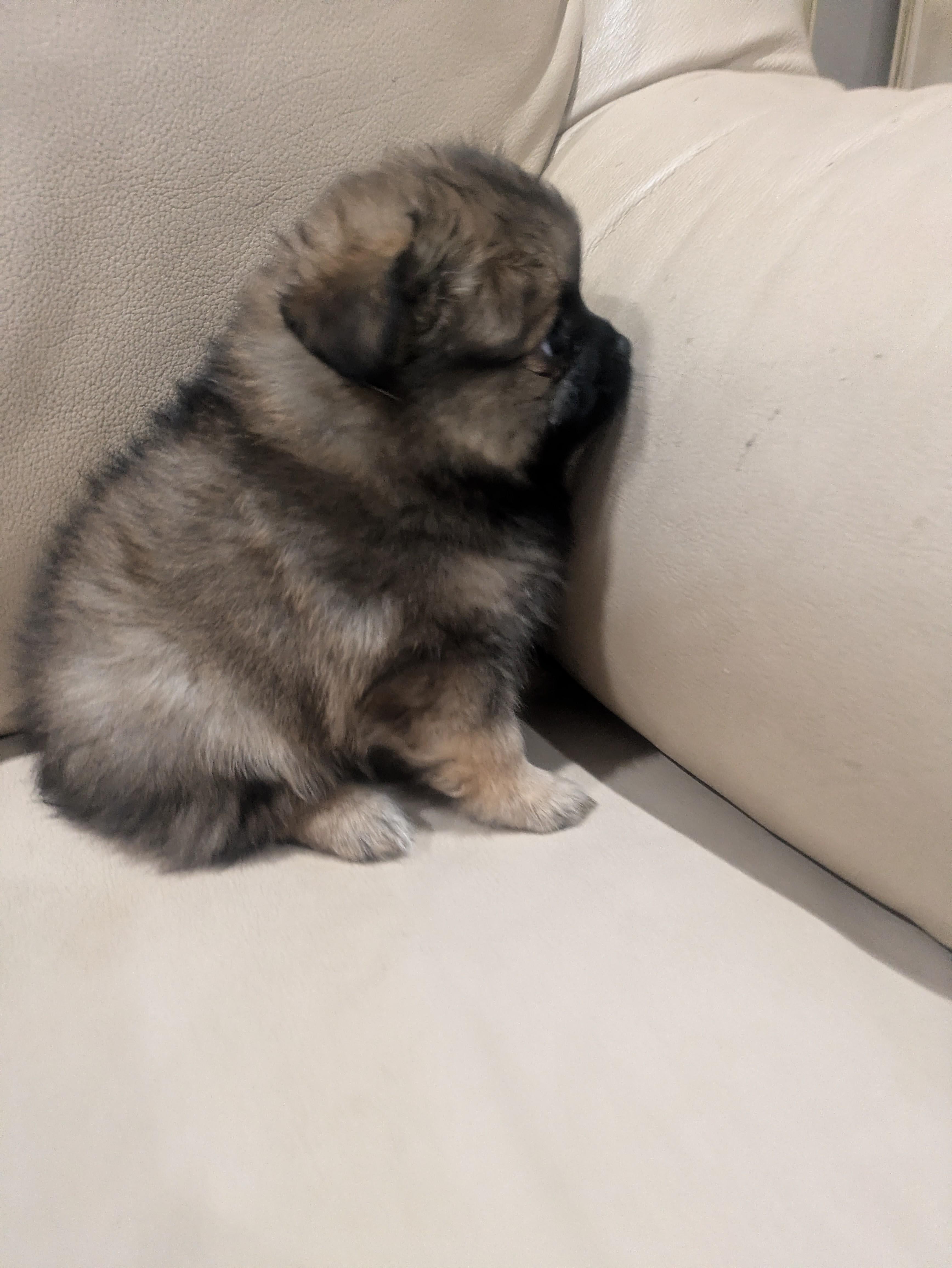 Enlarge Lucy, an adopted Pomapoo in Denver, CO image 4/4