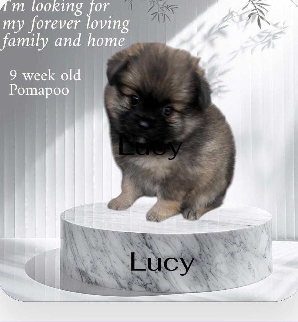 Enlarge Lucy, an adopted Pomapoo in Denver, CO image 1/4