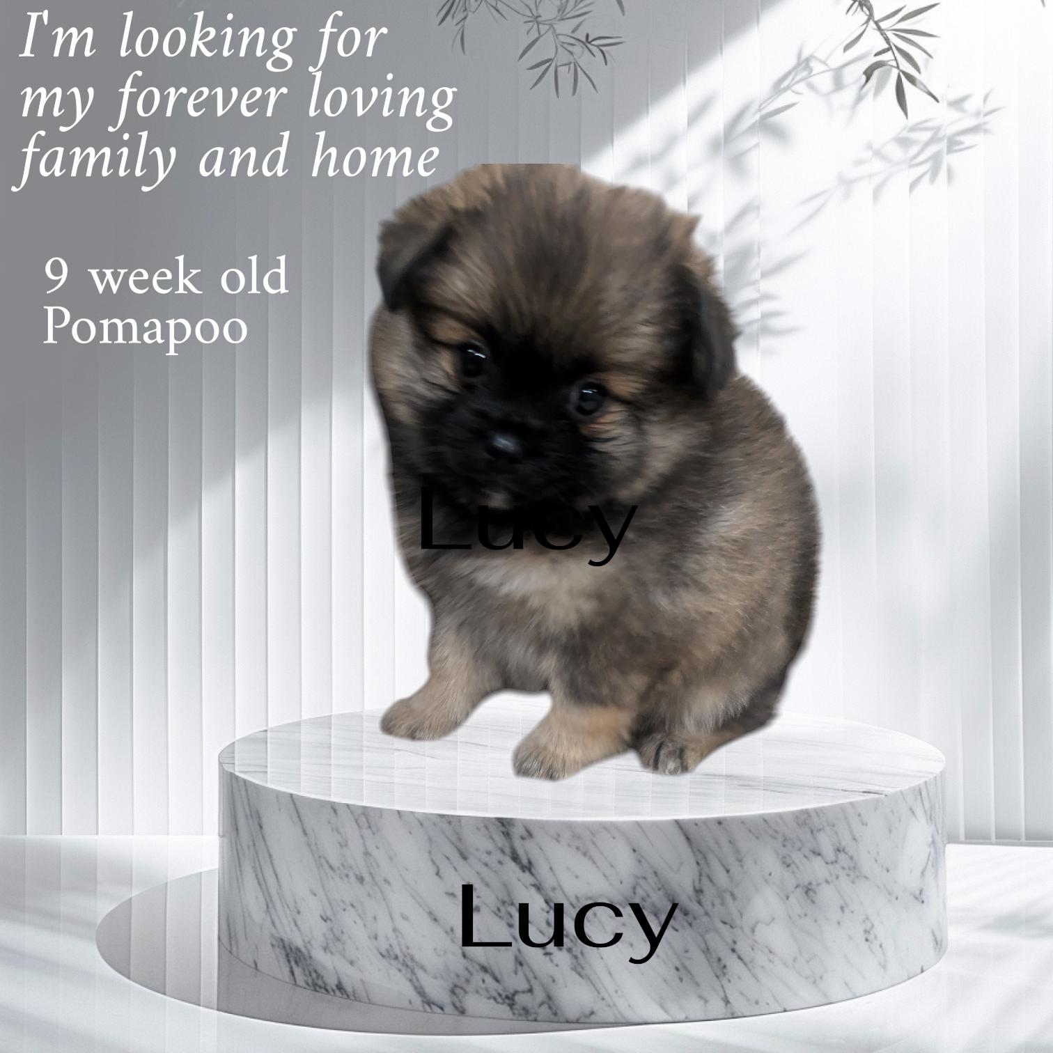 Enlarge Lucy, an adopted Pomapoo in Denver, CO image 2/4
