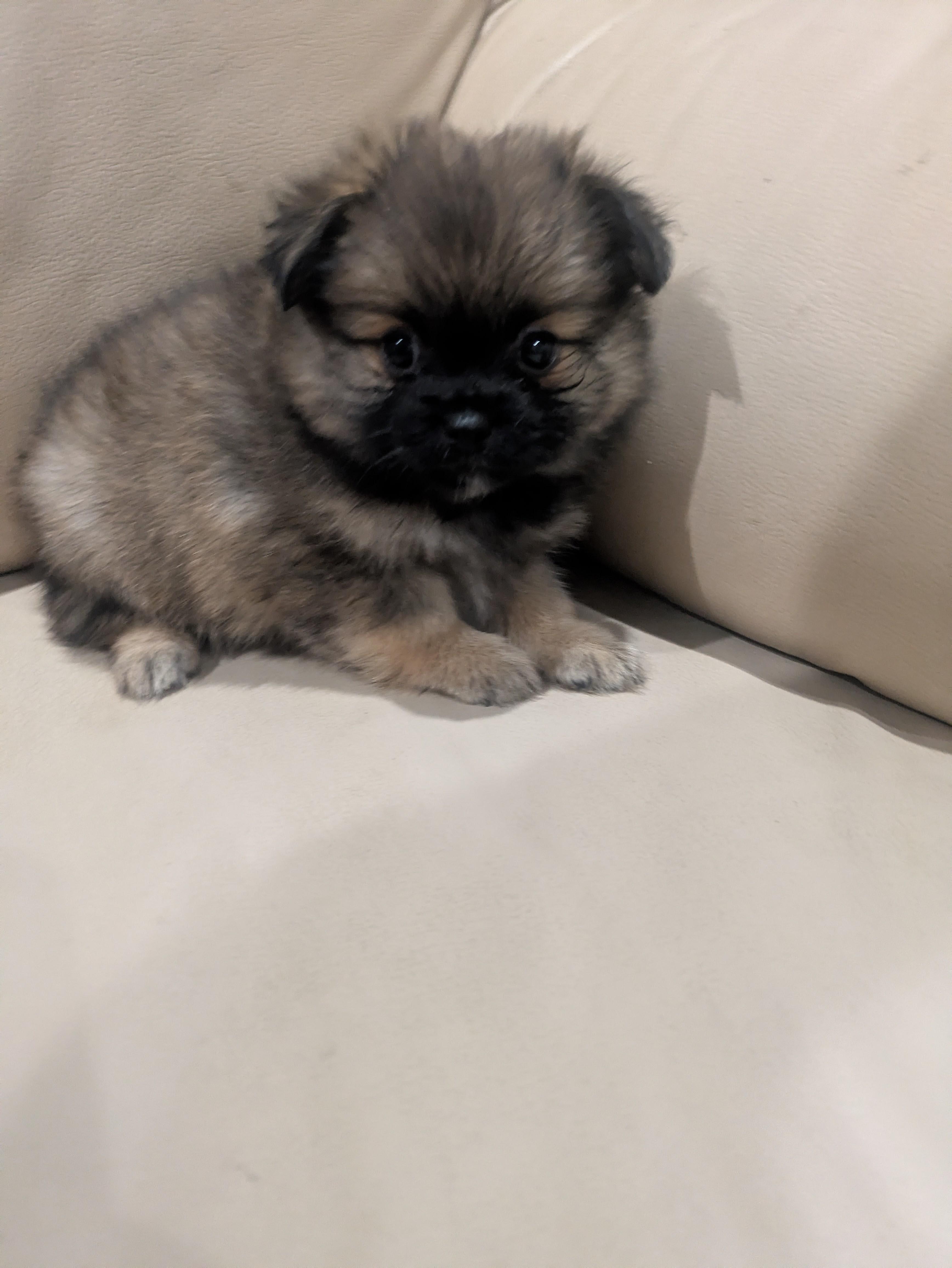 Enlarge Lucy, an adopted Pomapoo in Denver, CO image 3/4