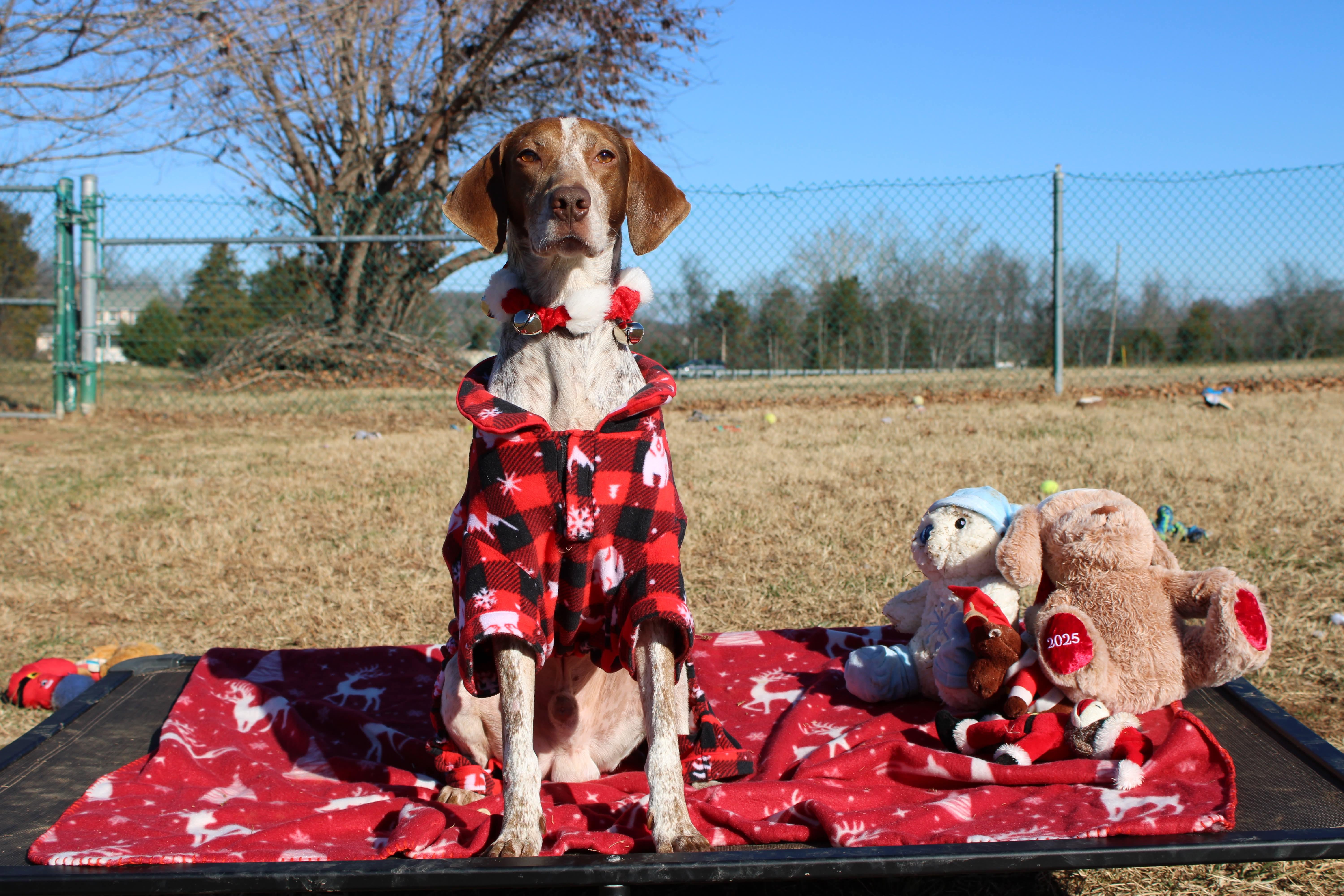 Enlarge Rudolph, a ADOPTABLE Hound in Culpeper, VA image 6/6