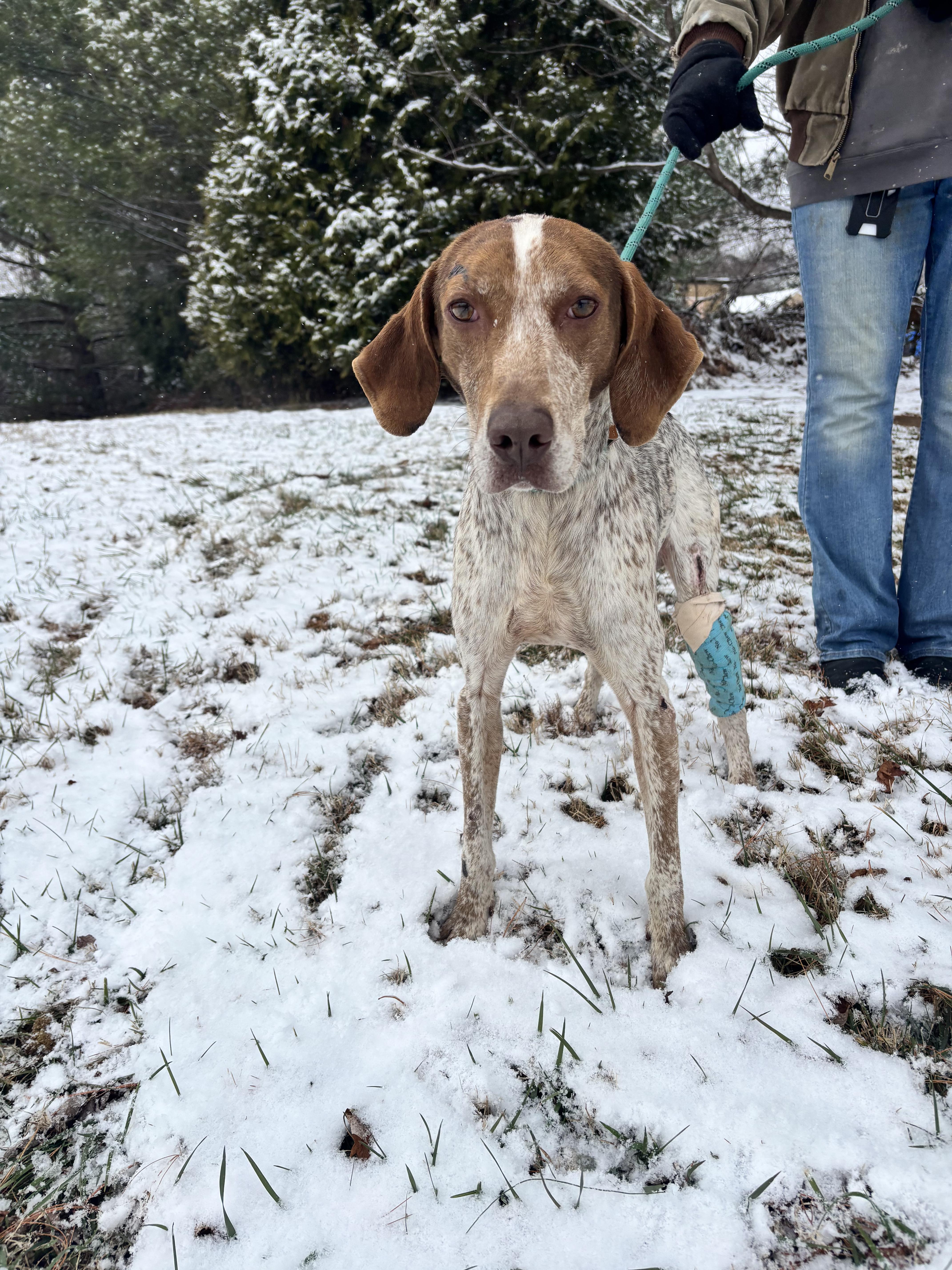 Enlarge Rudolph, a ADOPTABLE Hound in Culpeper, VA image 1/1