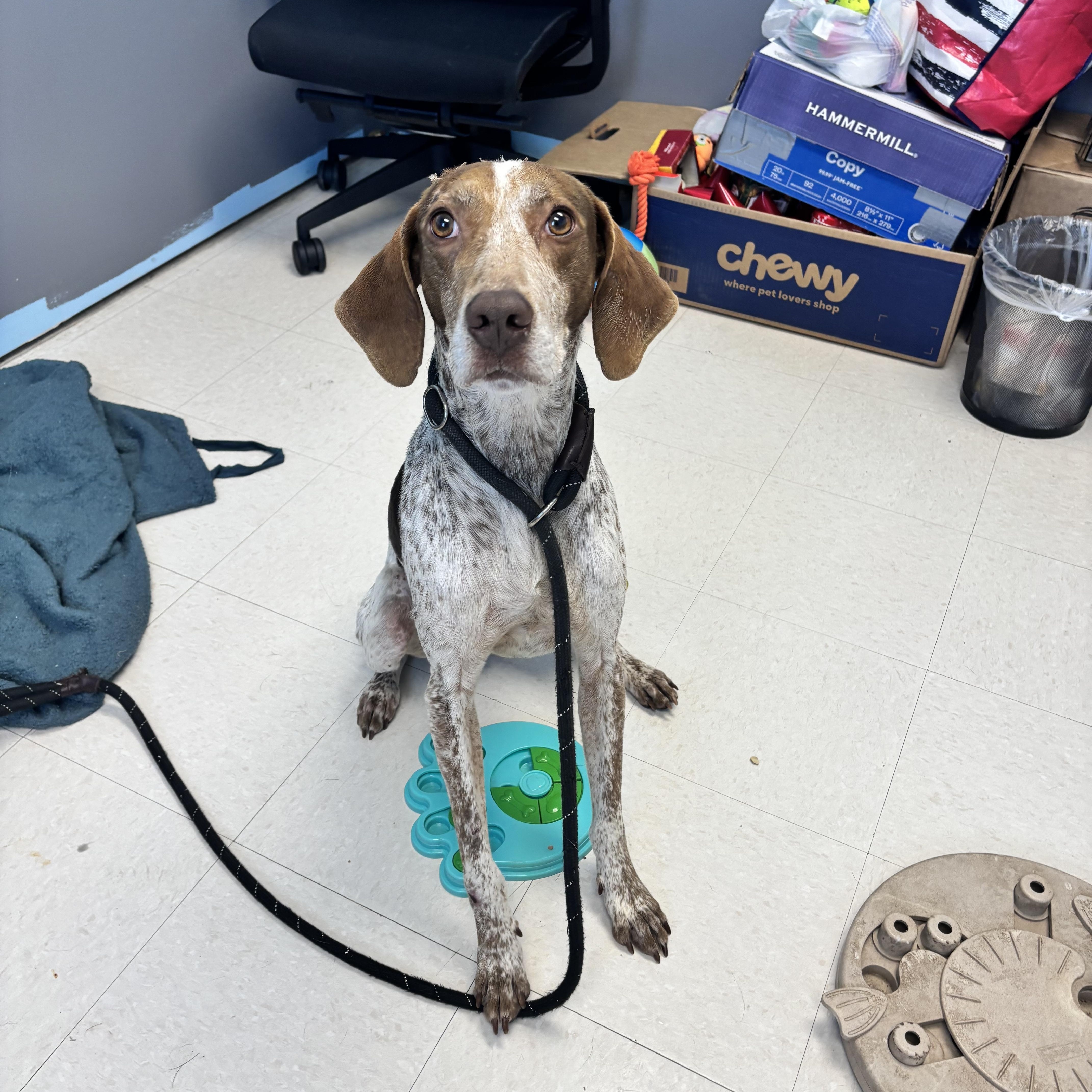 Enlarge Rudolph, a ADOPTABLE Hound in Culpeper, VA image 4/6