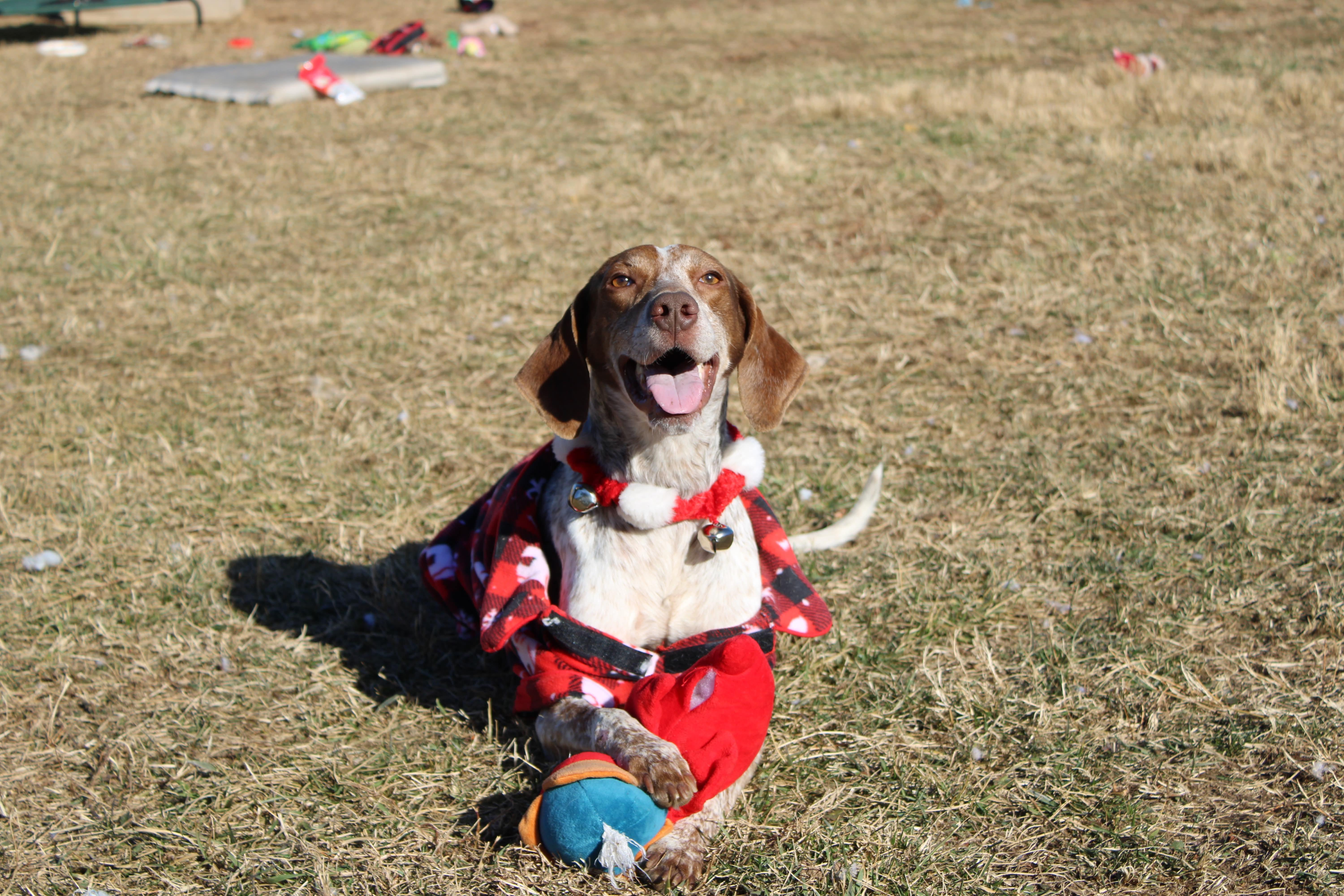 Enlarge Rudolph, a ADOPTABLE Hound in Culpeper, VA image 1/6