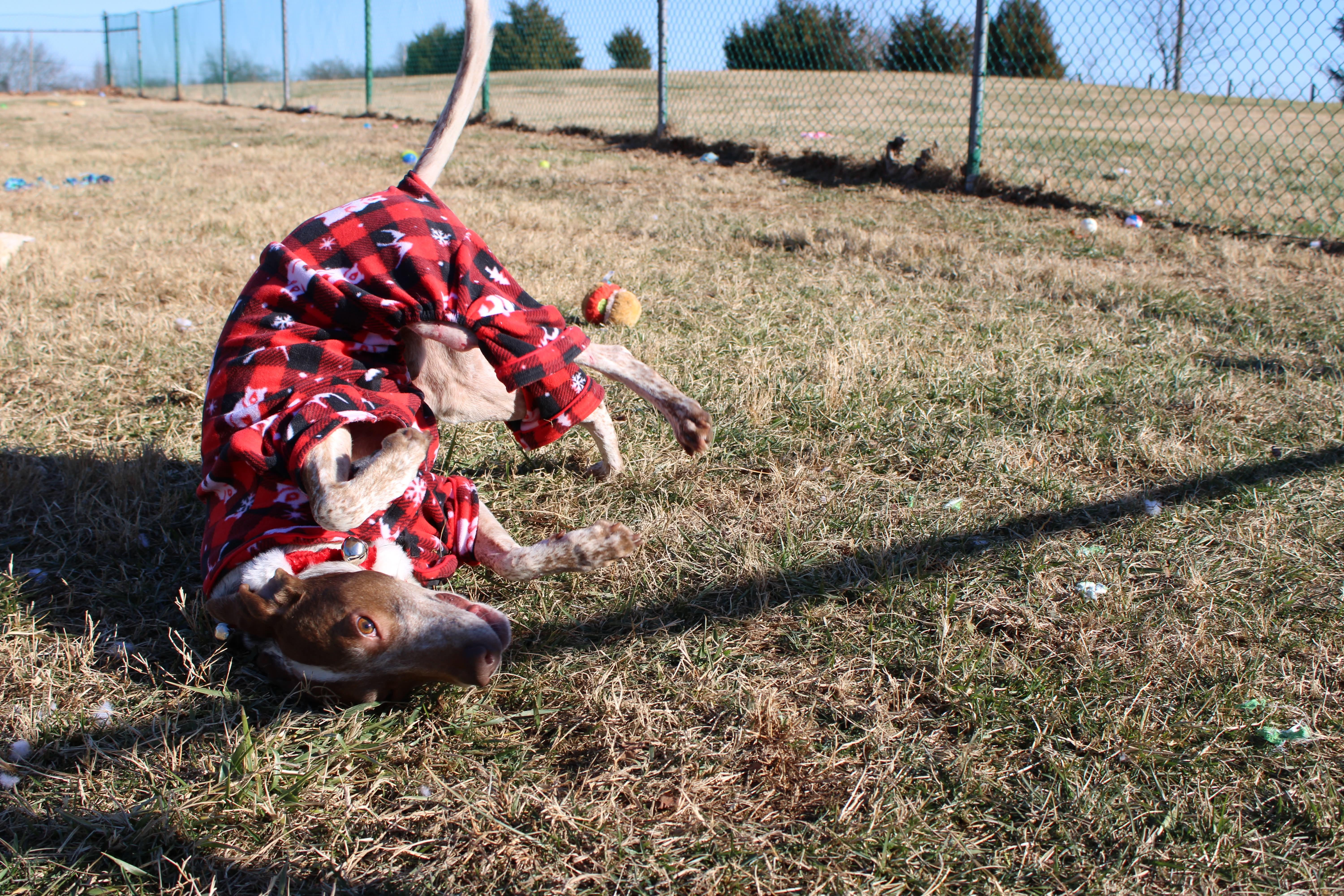 Enlarge Rudolph, a ADOPTABLE Hound in Culpeper, VA image 5/6