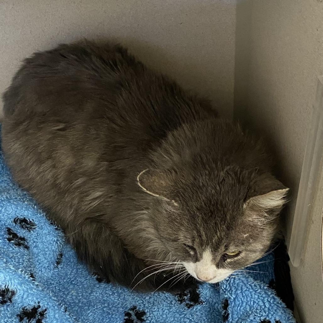 Tomas, Adoptable, Adult Male Domestic Long Hair.
