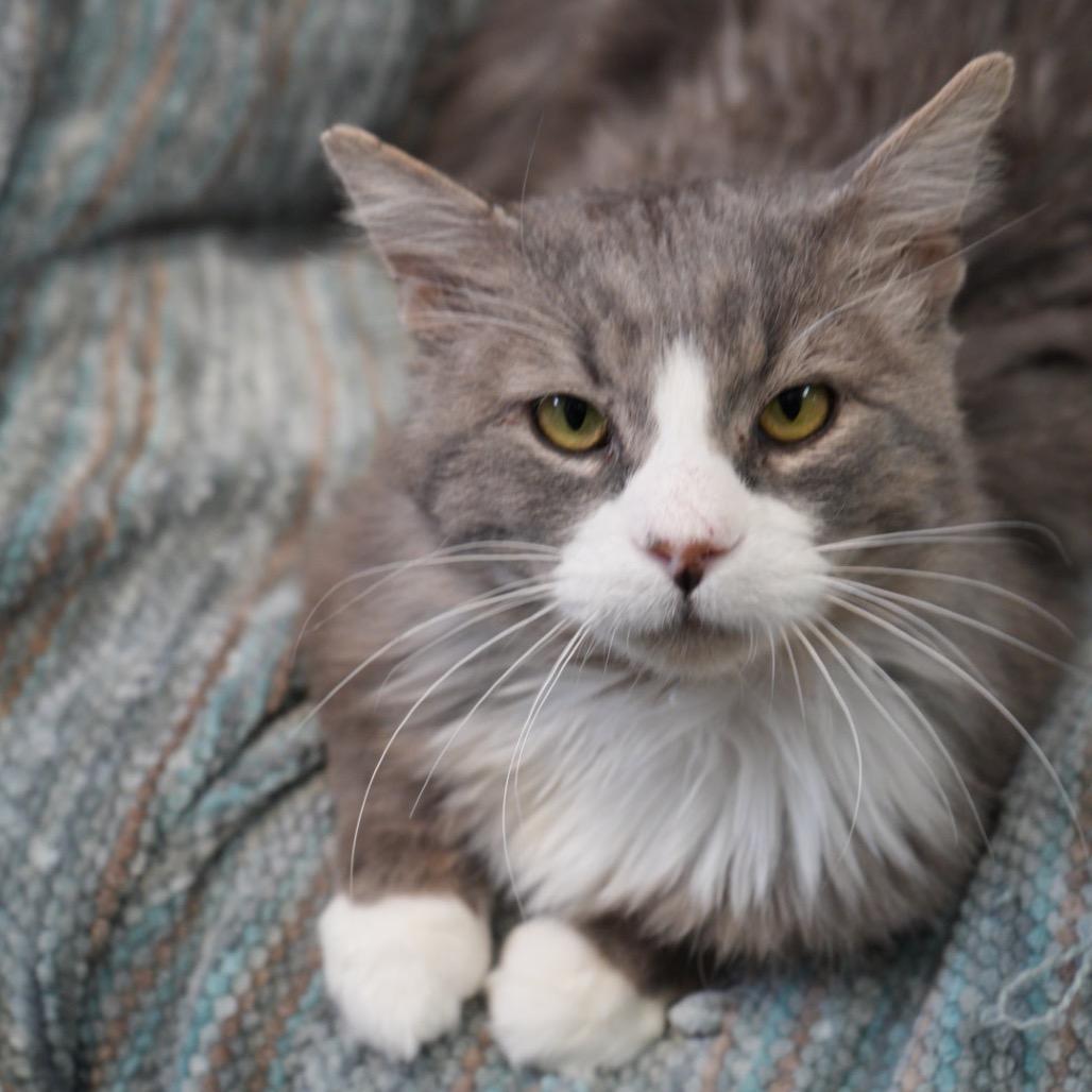 Enlarge Tomas, a Adoptable Domestic Long Hair in Pagosa Springs, CO image 2/3