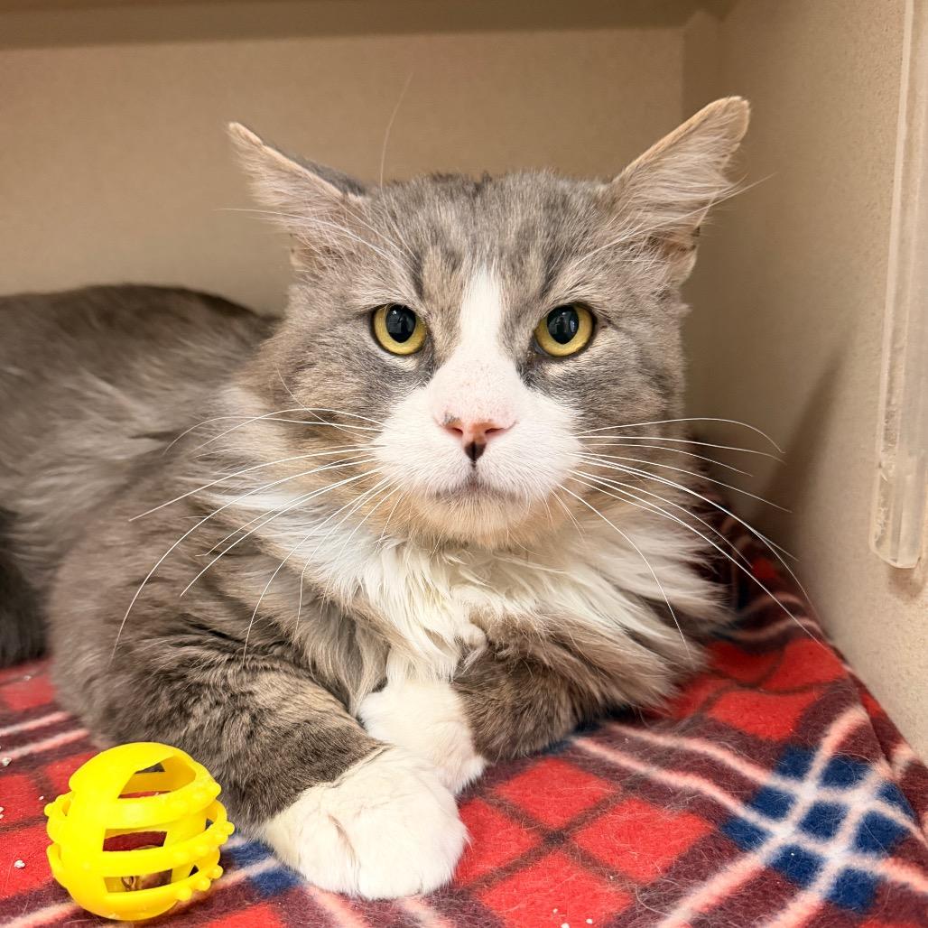 Enlarge Tomas, a Adoptable Domestic Long Hair in Pagosa Springs, CO image 3/3