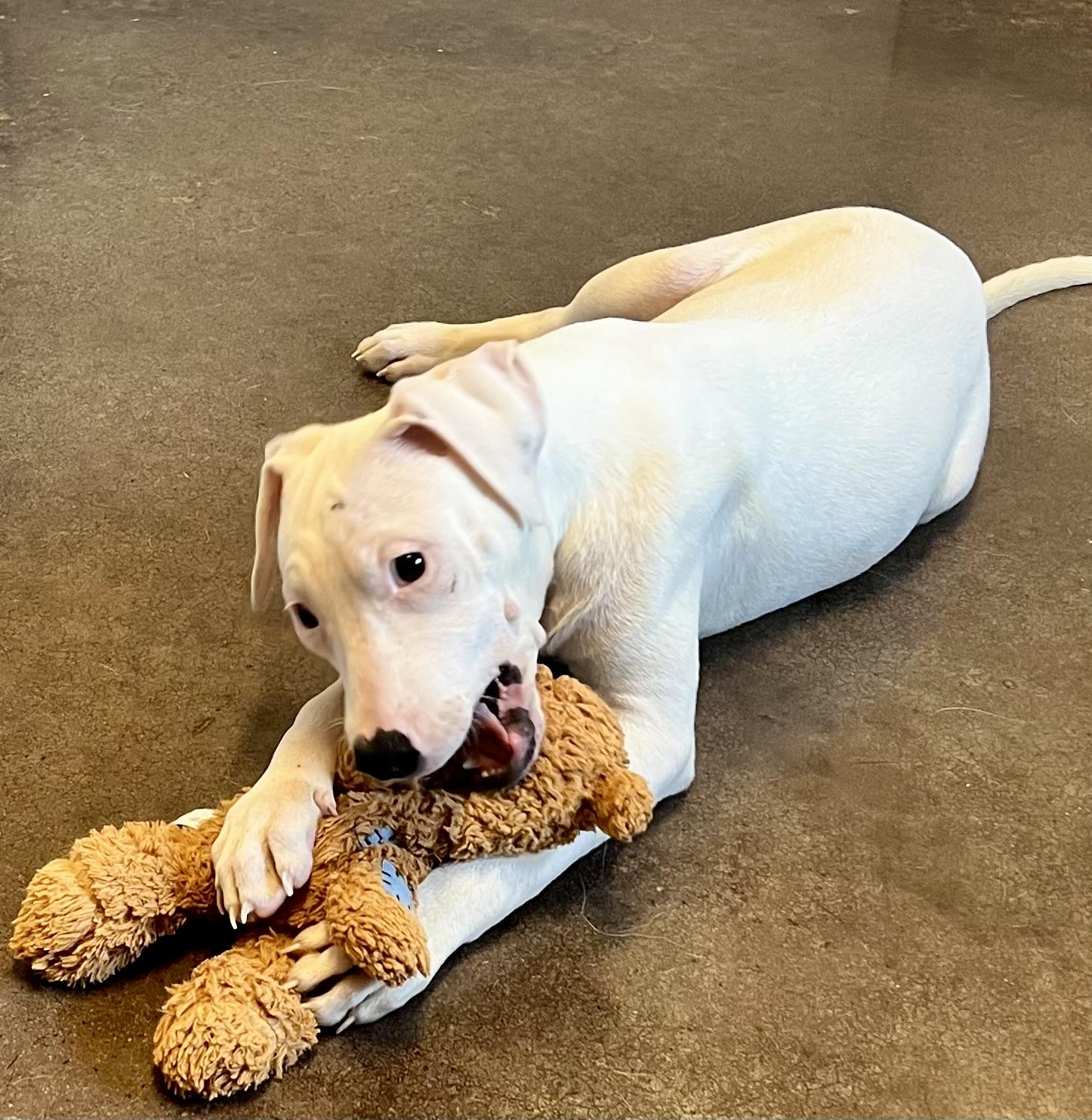 Bambi, a Adoptable mixed breed in Horn Lake, MS image 6/6