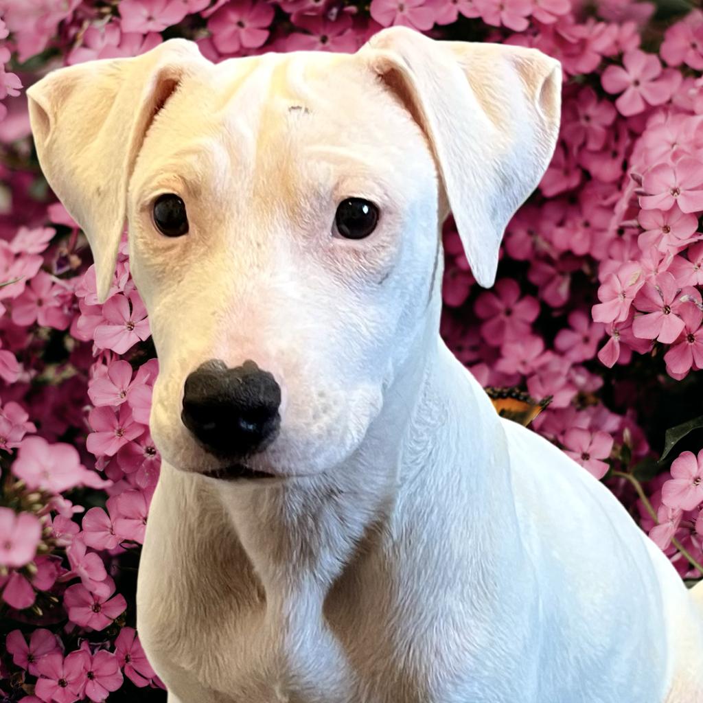 Bambi, Adoptable, Puppy Female Boxer & Pit Bull Terrier.