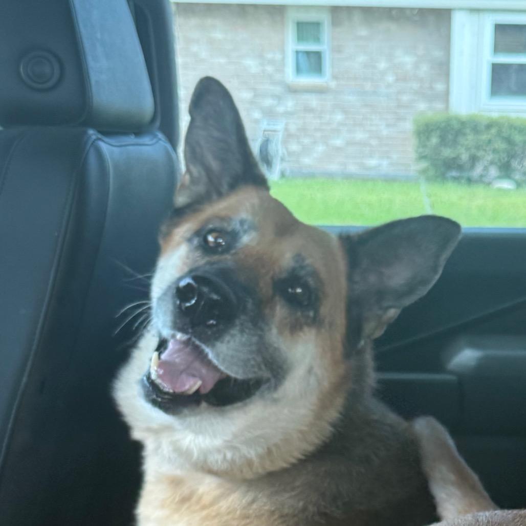 Trisket, Adoptable, Senior Female German Shepherd Dog.