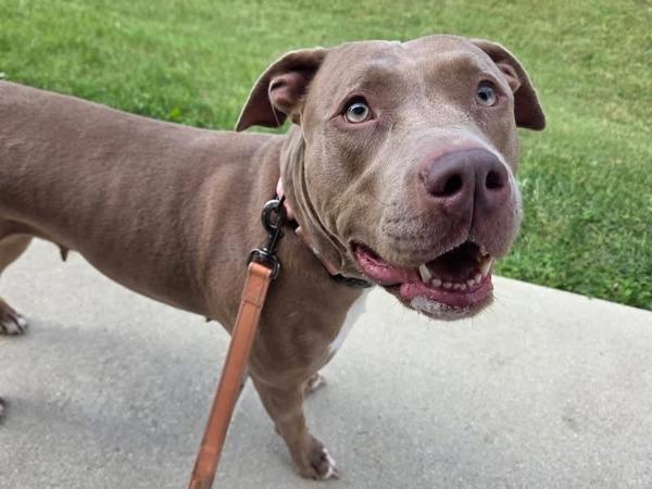 Enlarge Delilah, a Adoptable mixed breed in Millersville, MD image 1/1