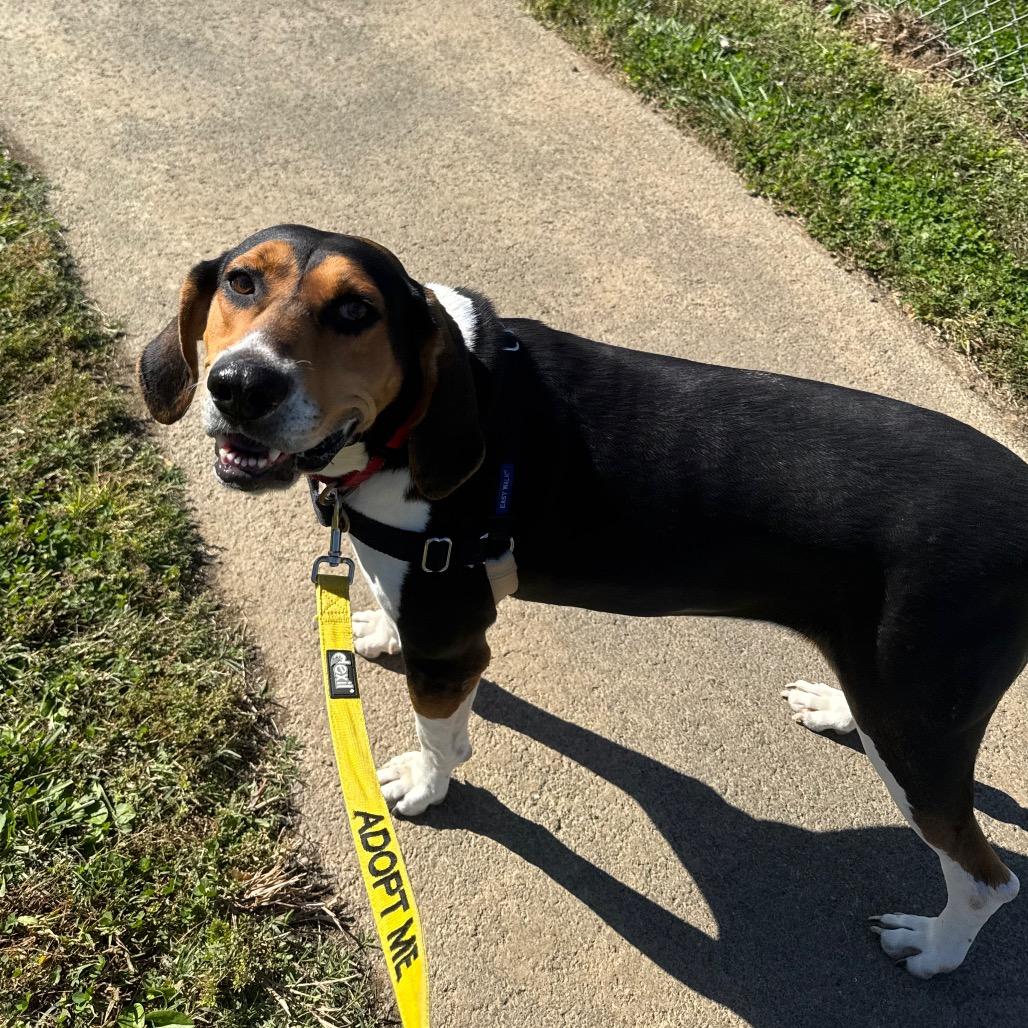 Winnie the Pooch, Adoptable, Adult Female Mixed Breed.