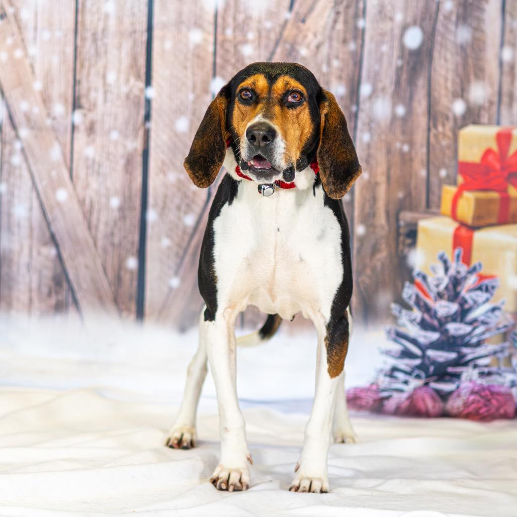 Winnie the Pooch, a Adoptable Mixed Breed in Newark, DE image 2/6