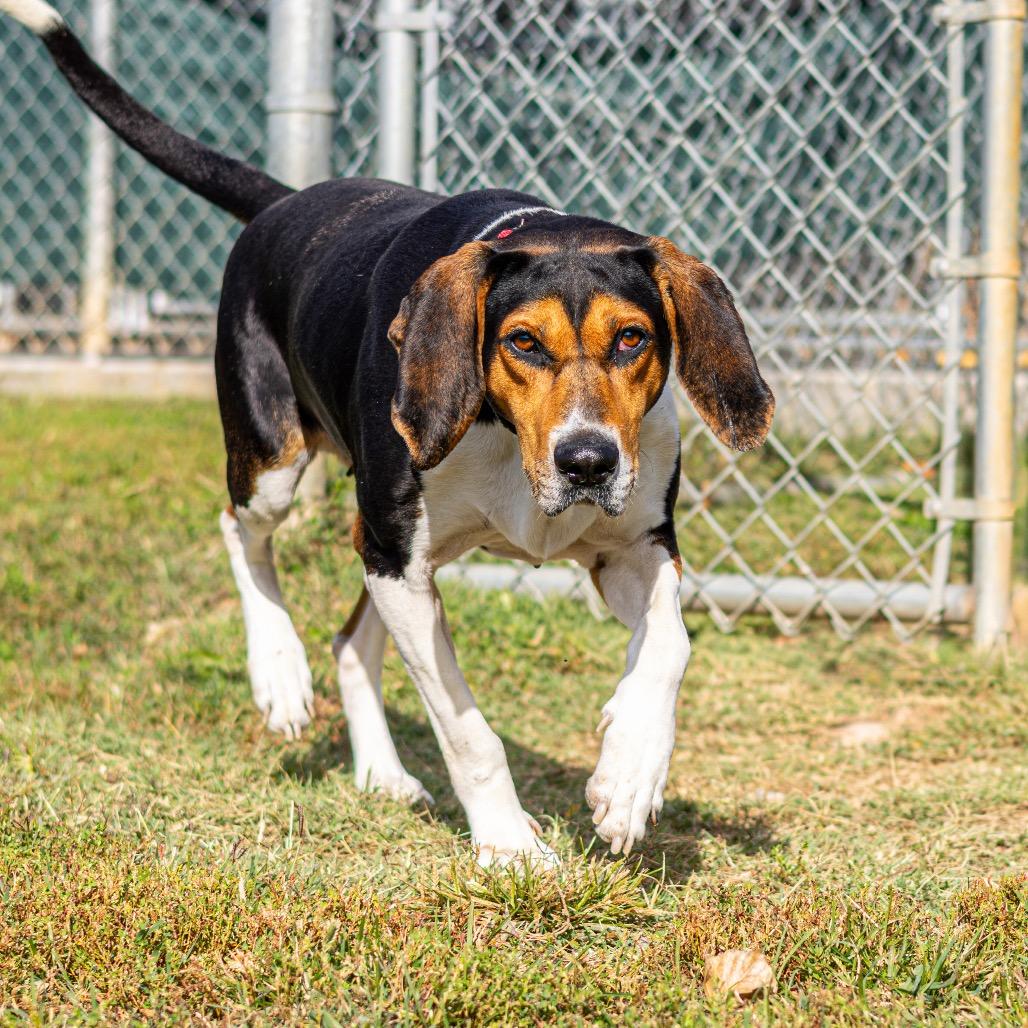 Winnie the Pooch, a Adoptable Mixed Breed in Newark, DE image 3/6