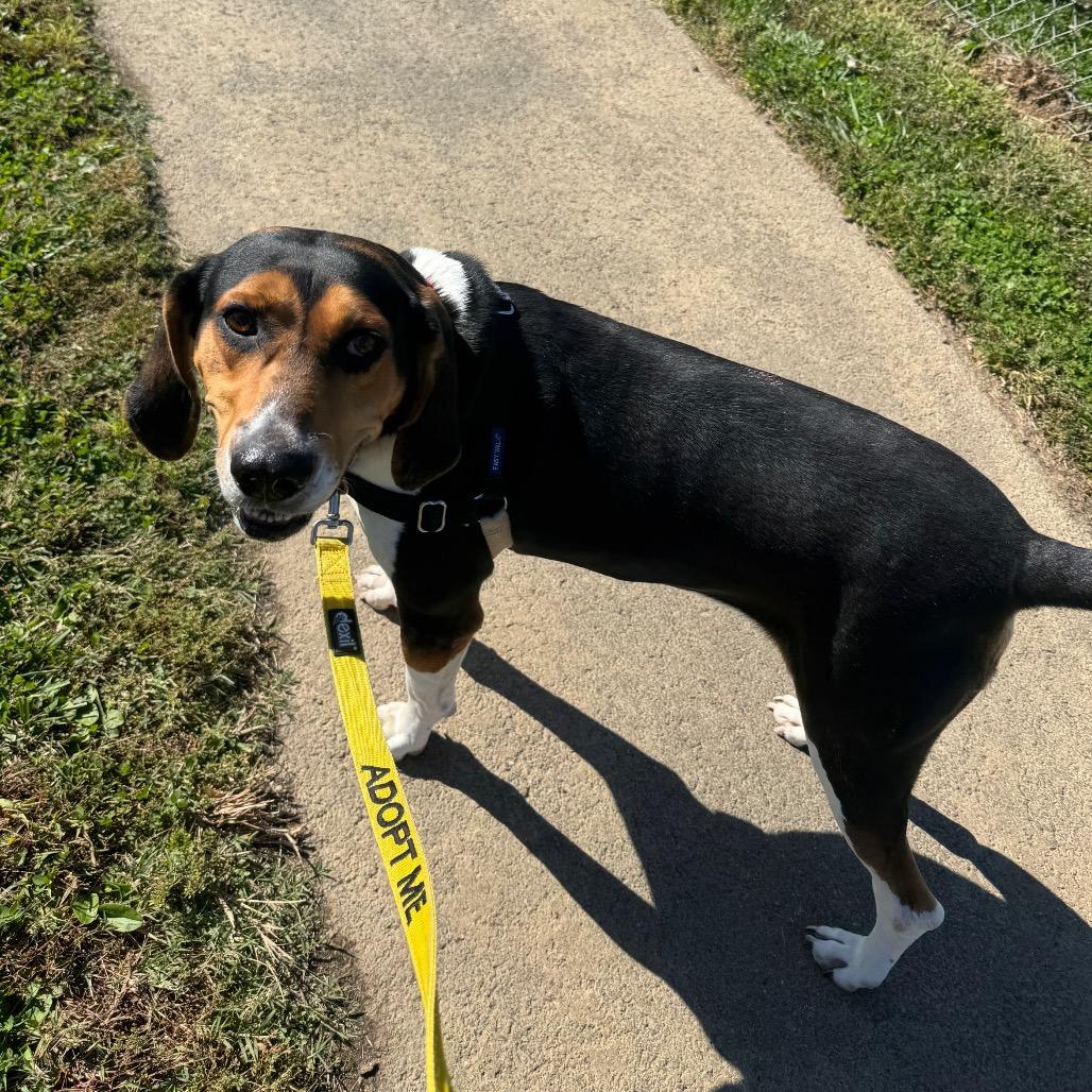Winnie the Pooch, a Adoptable Mixed Breed in Newark, DE image 4/6