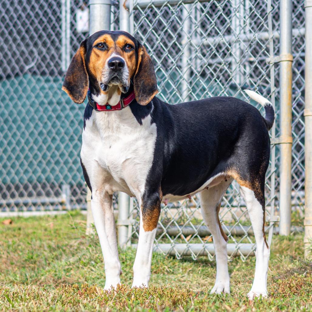 Winnie the Pooch, a Adoptable Mixed Breed in Newark, DE image 5/6