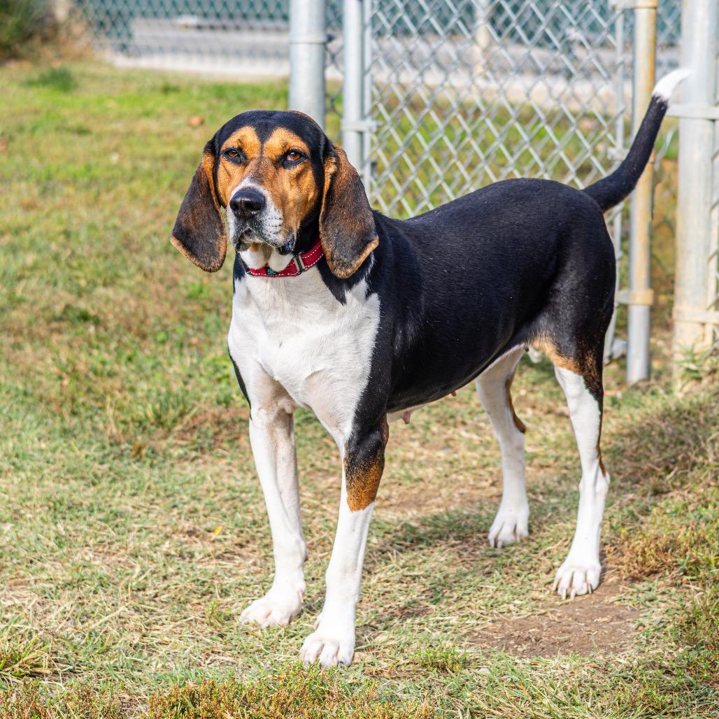 Winnie the Pooch, a Adoptable Mixed Breed in Newark, DE image 6/6
