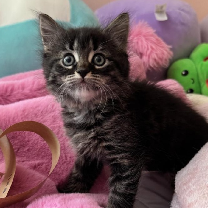 Tortellini, ADOPTABLE, Kitten Female Domestic Medium Hair.