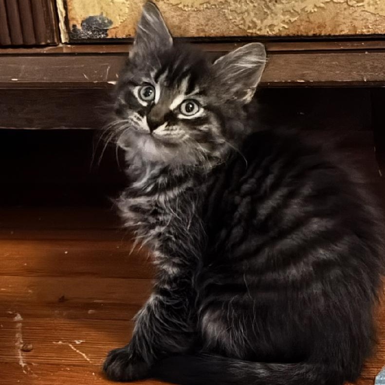 Enlarge Tortellini, a ADOPTABLE Domestic Medium Hair in Newark, NJ image 2/2