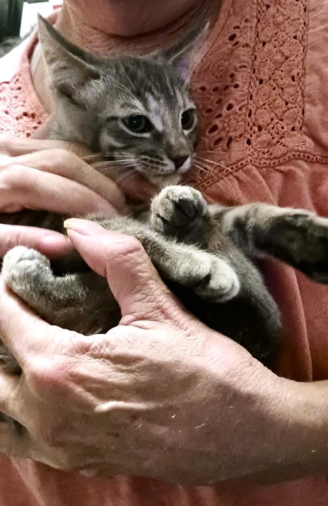 Gracie