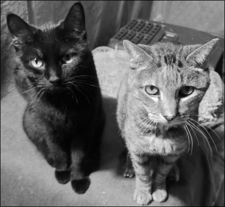Onyx and Mickey, Adoptable, Adult Female Domestic Short Hair & Tortoiseshell.