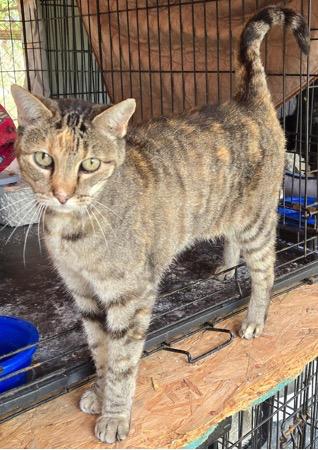 Enlarge Onyx and Mickey, a Adoptable mixed breed in Shawnee, KS image 2/3