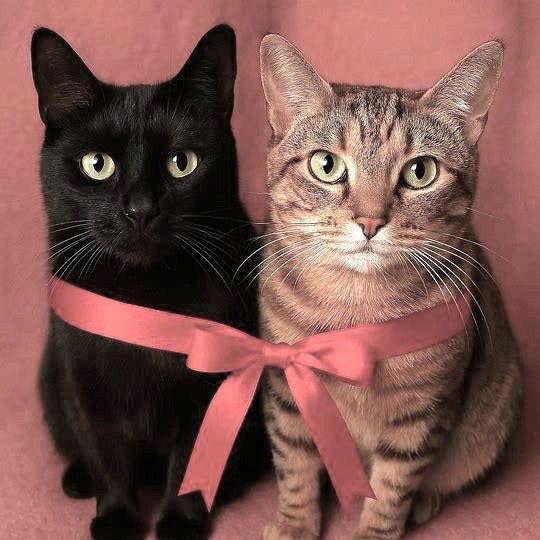 Enlarge Onyx and Mickey, a Adoptable mixed breed in Shawnee, KS image 3/3