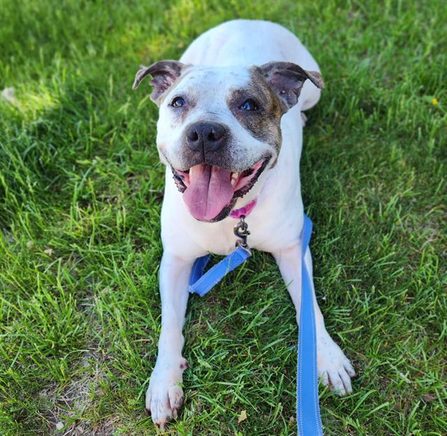 NALA JO, Adoptable, Adult Female Pit Bull Terrier.