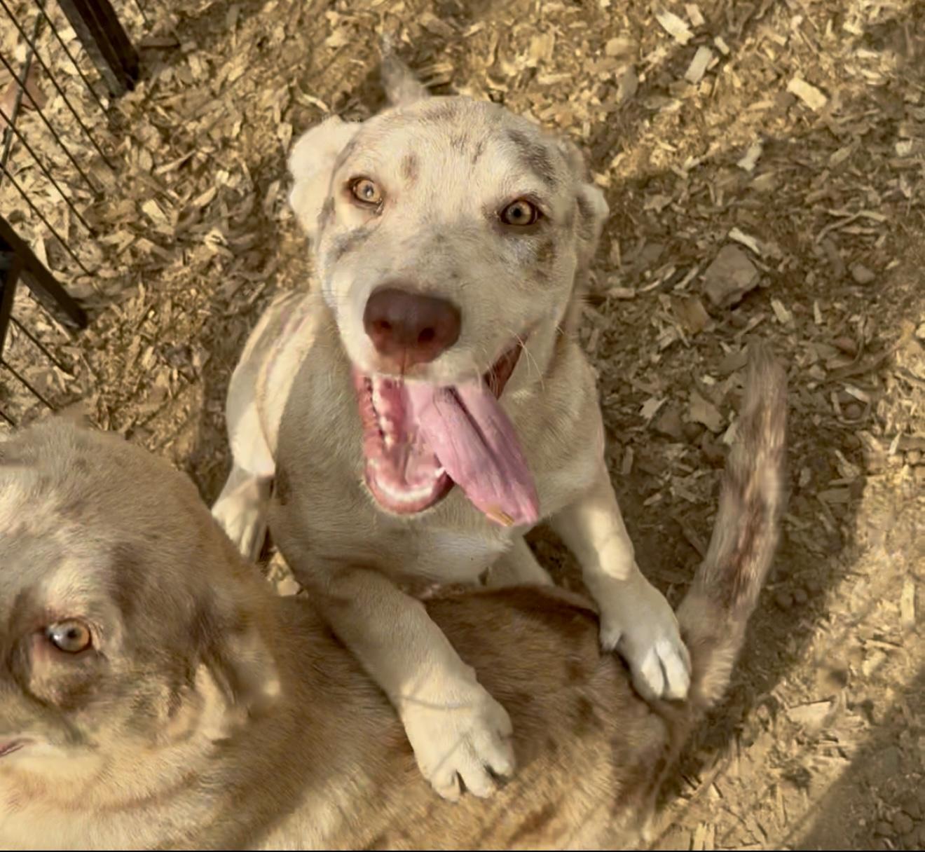 Enlarge Katie, a Adopted mixed breed in Westfield, IN image 1/2