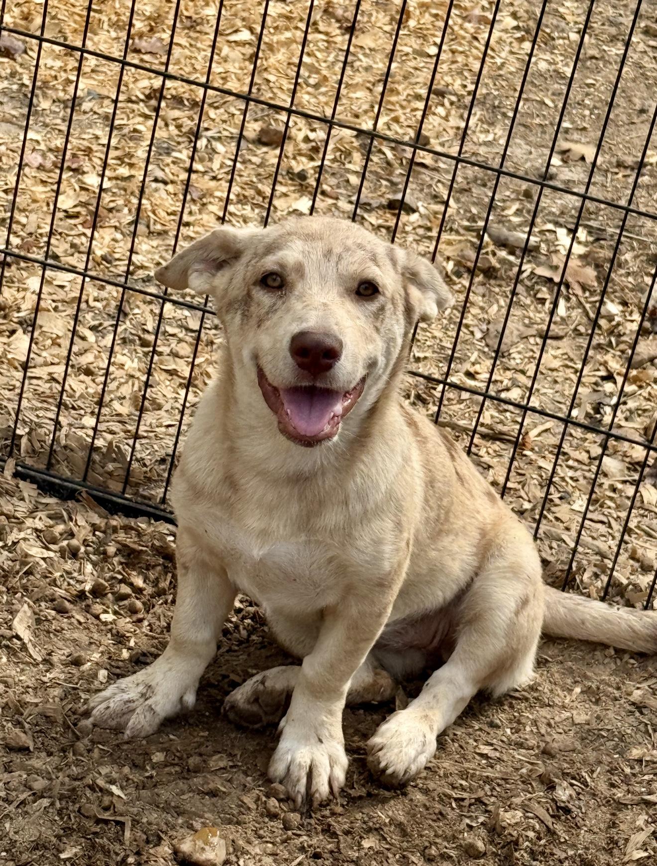 Enlarge Katie, a Adopted mixed breed in Westfield, IN image 2/2
