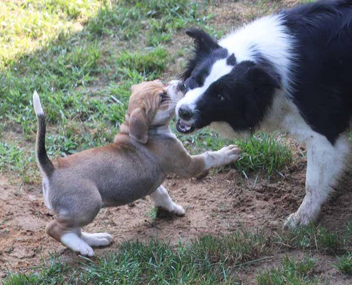 Enlarge Sally, an adopted mixed breed in South Bend, IN image 2/6