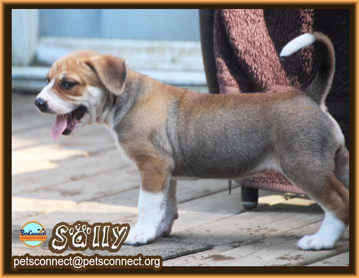 Enlarge Sally, an adopted mixed breed in South Bend, IN image 3/6