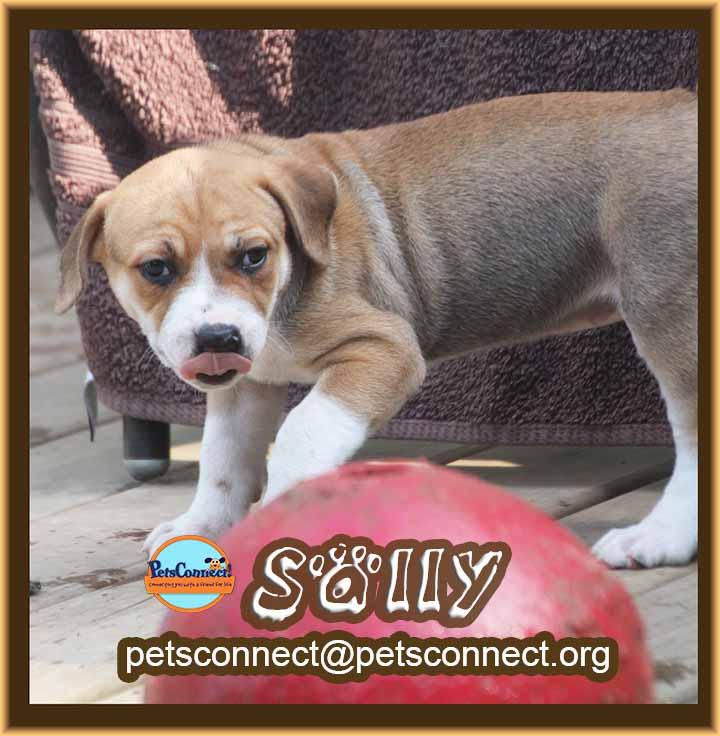 Enlarge Sally, an adopted mixed breed in South Bend, IN image 4/6