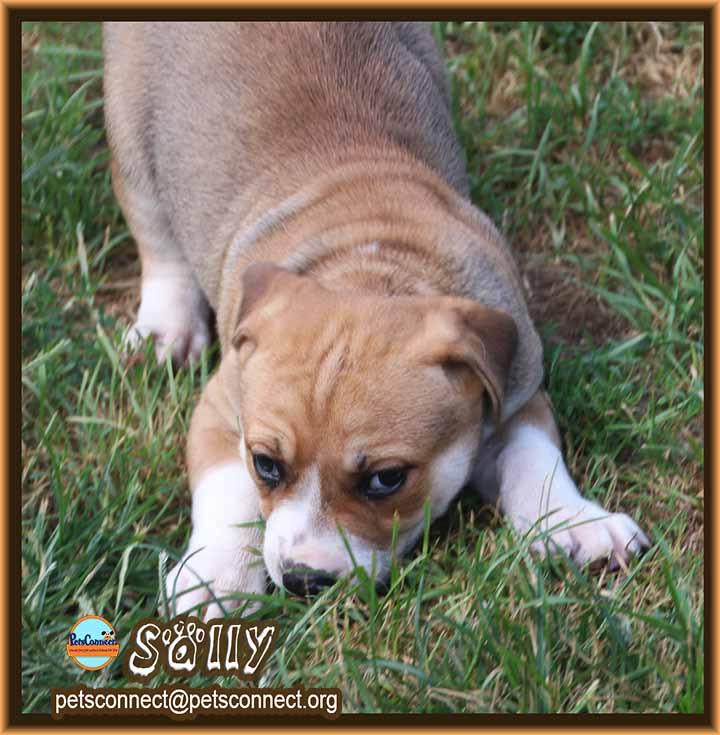 Enlarge Sally, an adopted mixed breed in South Bend, IN image 6/6
