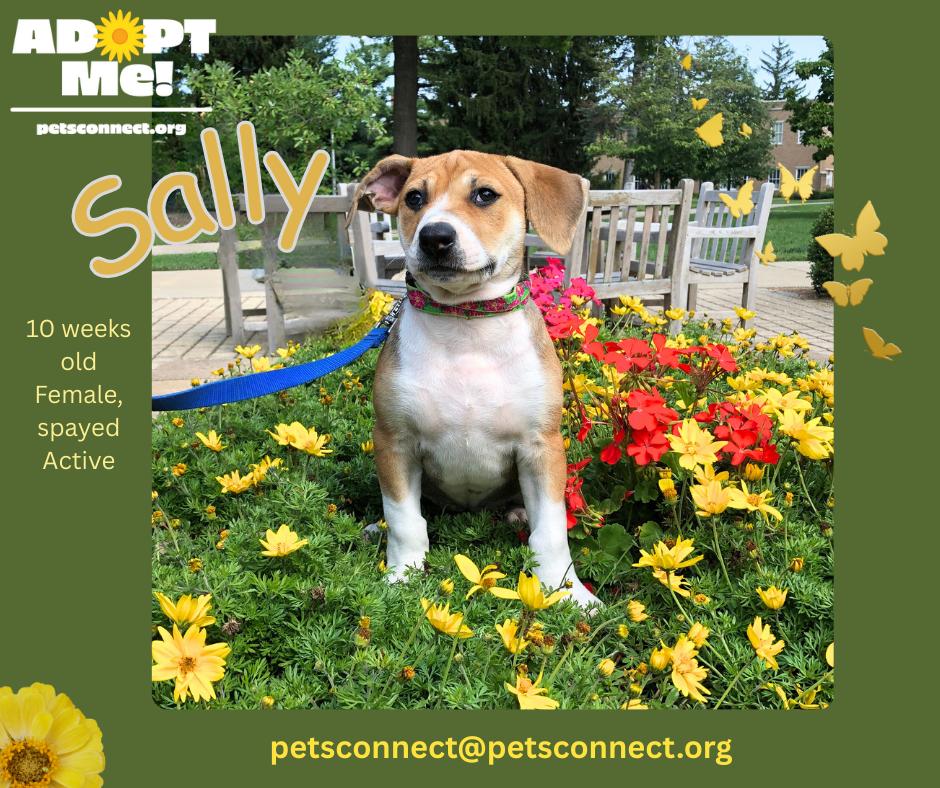 Enlarge Sally, an adopted mixed breed in South Bend, IN image 1/6