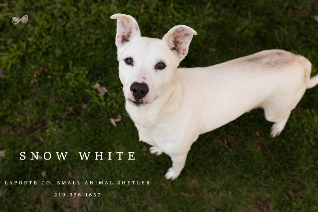Enlarge Snow White, a Adoptable mixed breed in La Porte, IN image 1/2