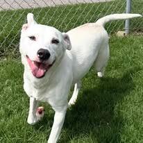 Snow White, Adoptable, Young Female Pit Bull Terrier & Dalmatian.