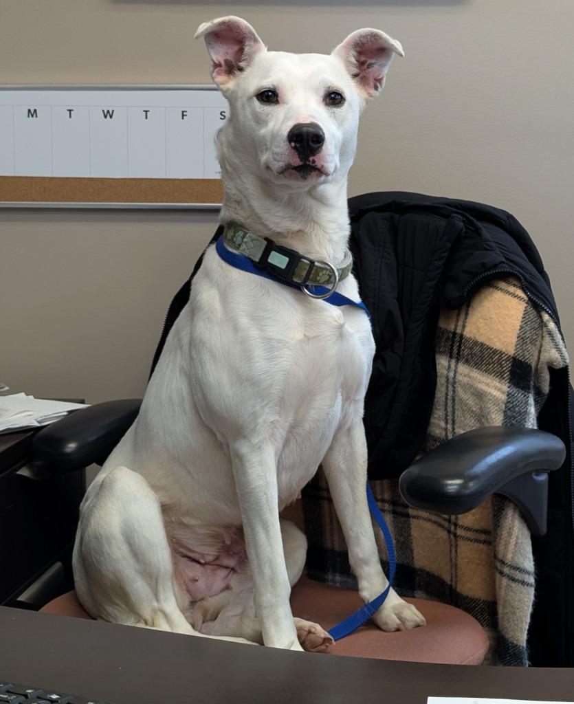 Enlarge Snow White, a Adoptable mixed breed in La Porte, IN image 1/1