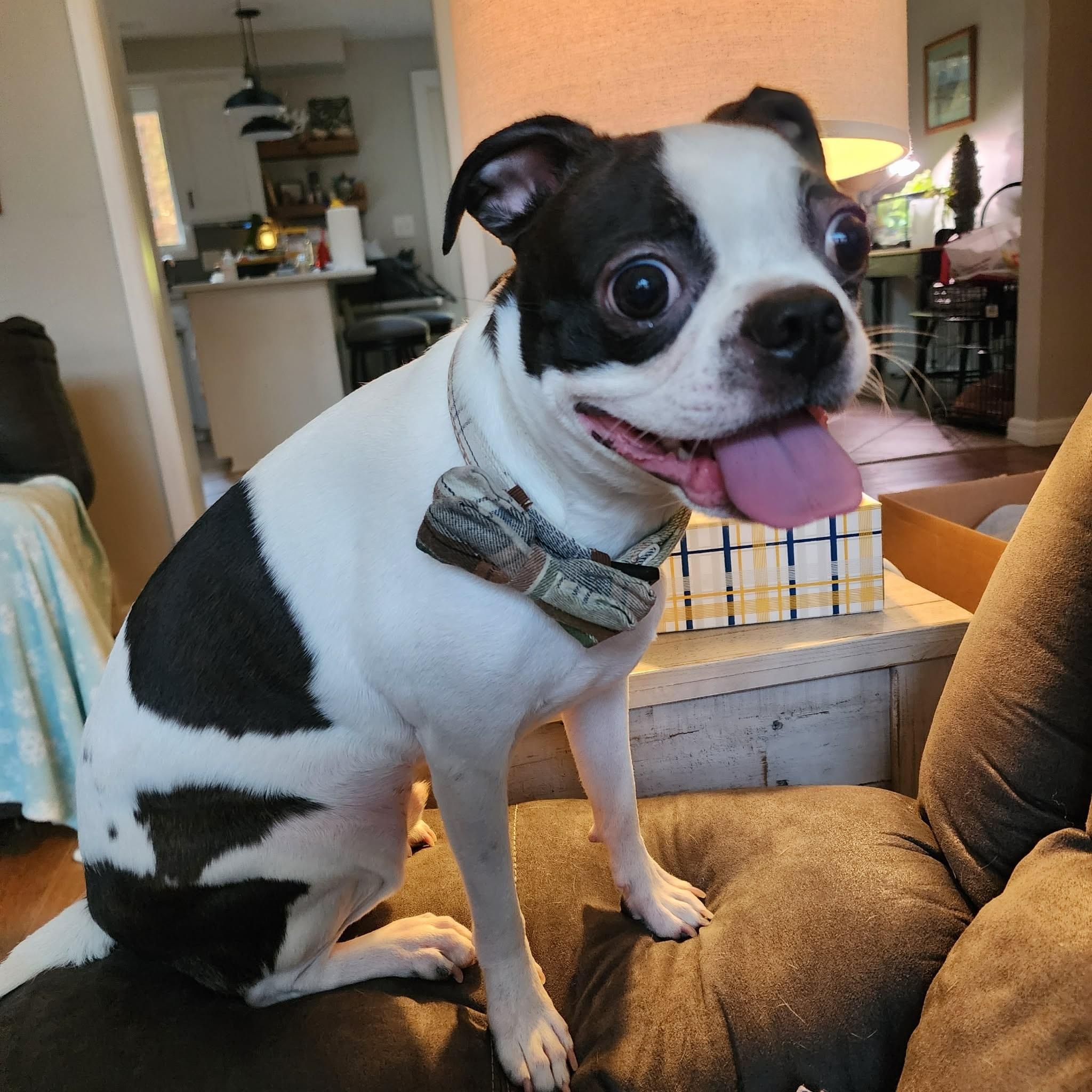 Walter, a ADOPTABLE mixed breed in Waukesha, WI image 1/6