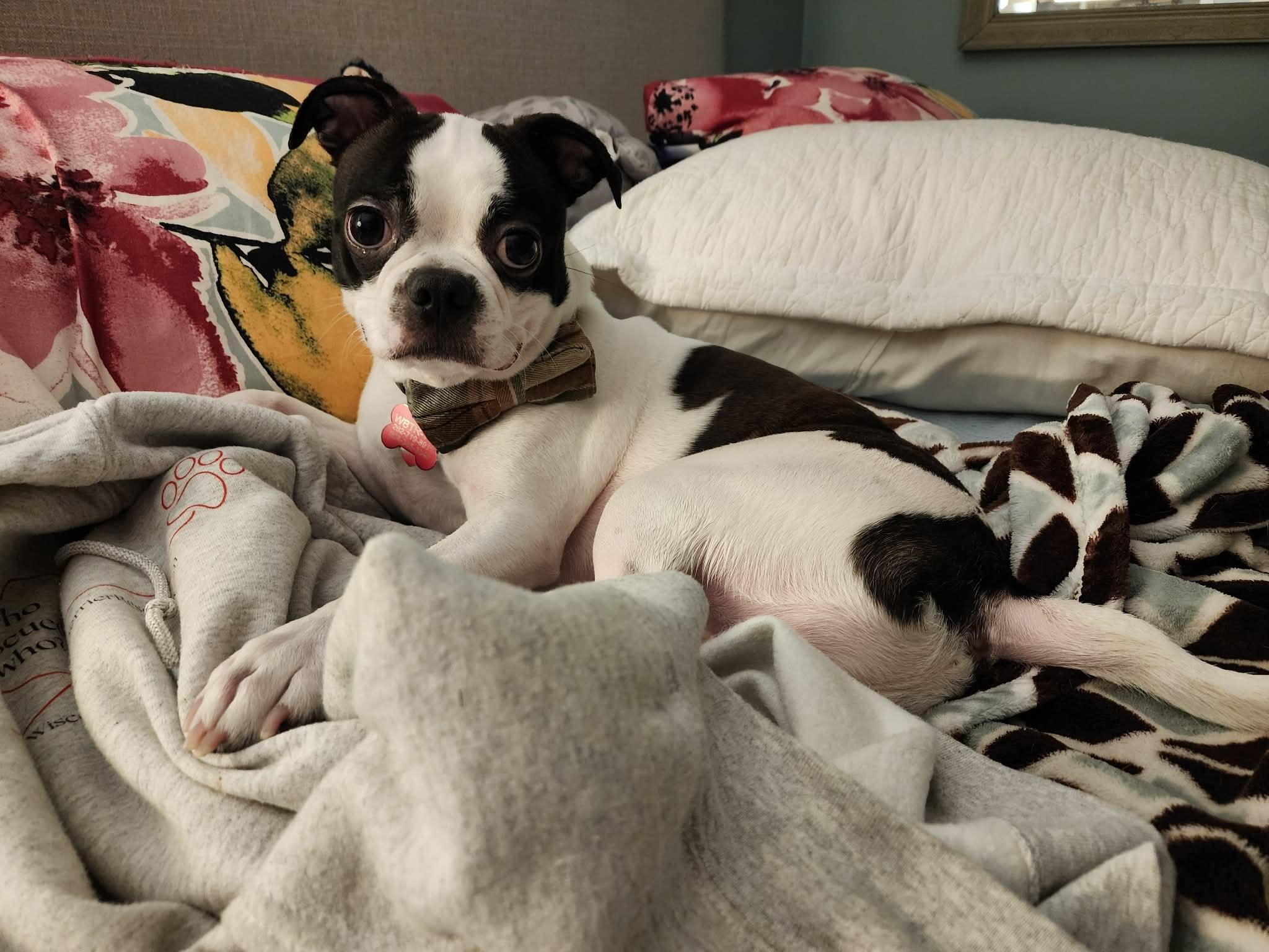 Walter, a ADOPTABLE mixed breed in Waukesha, WI image 2/6