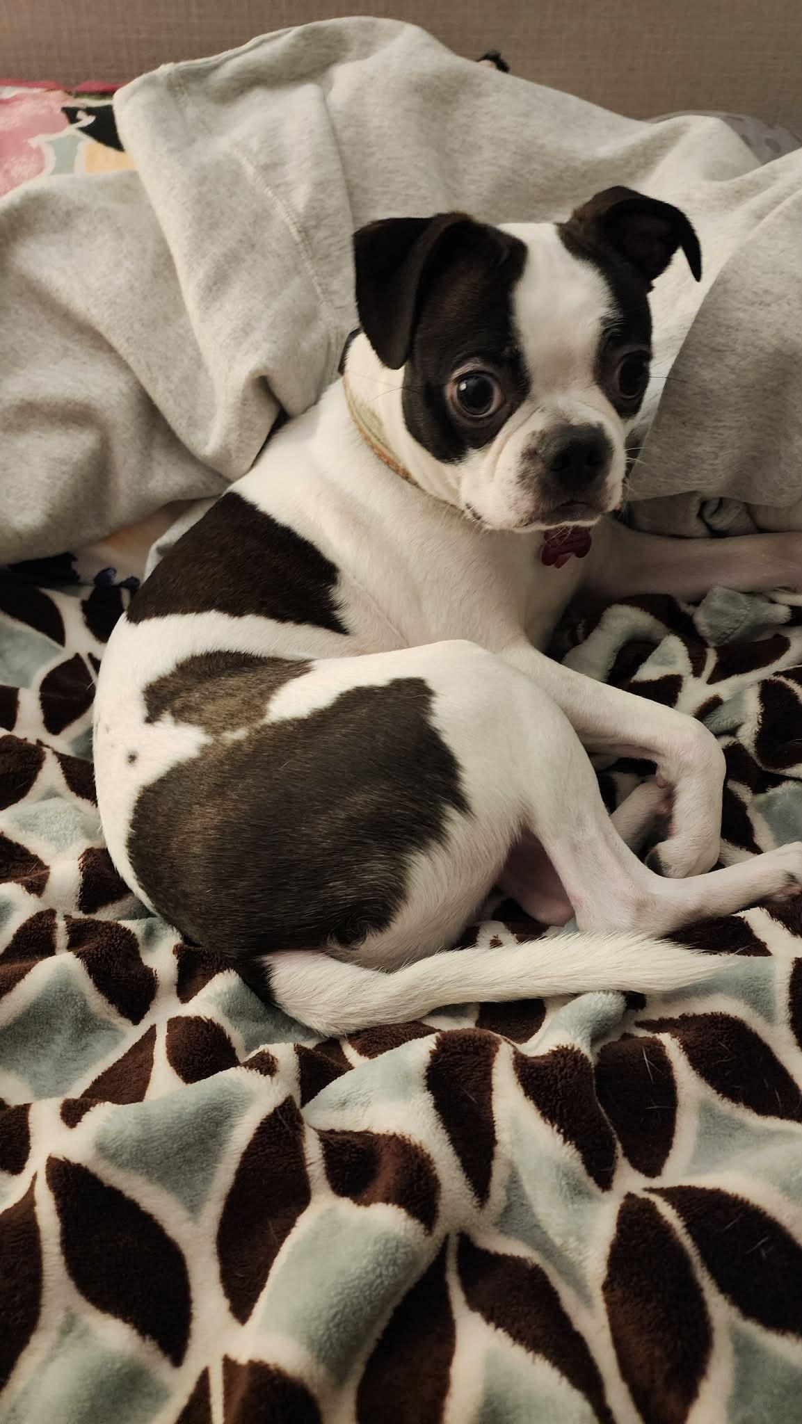 Walter, a ADOPTABLE mixed breed in Waukesha, WI image 3/6