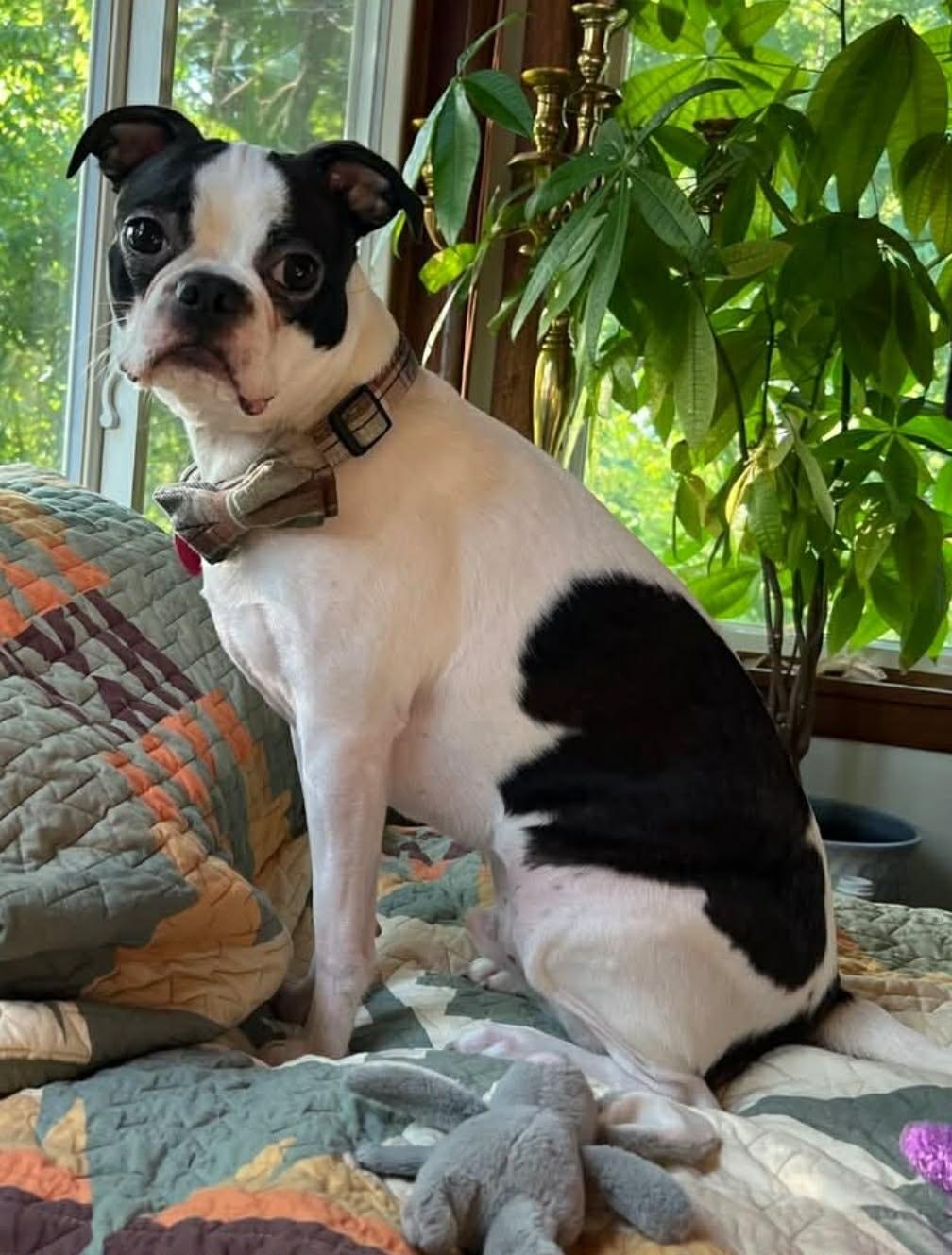 Walter, a ADOPTABLE mixed breed in Waukesha, WI image 4/6