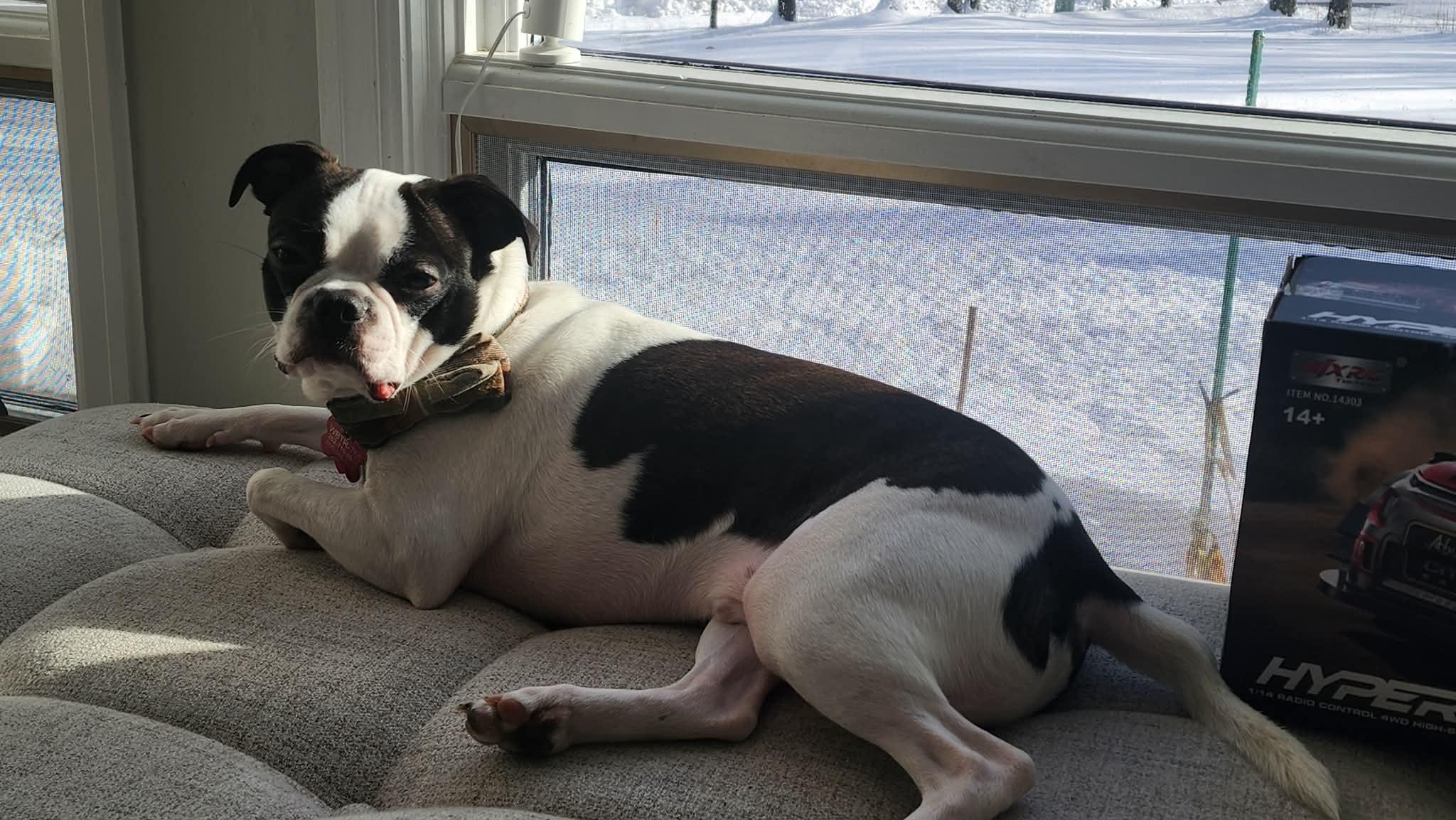 Walter, a ADOPTABLE mixed breed in Waukesha, WI image 5/6