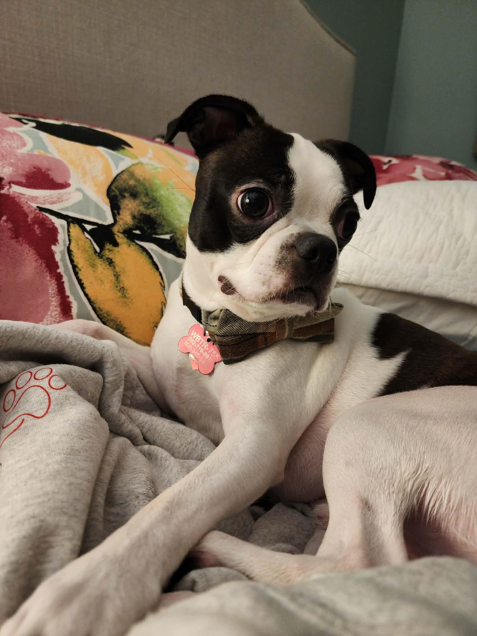 Walter, a ADOPTABLE mixed breed in Waukesha, WI image 6/6