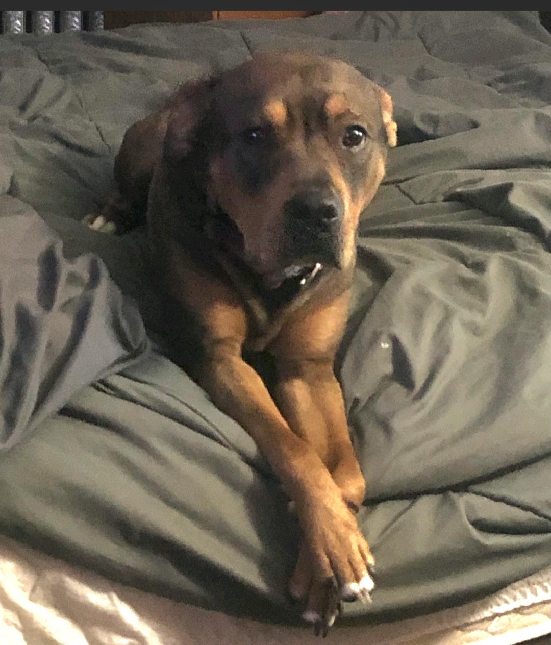 Chico-**Courtesy post **, a ADOPTABLE mixed breed in Jamestown, ND image 3/5